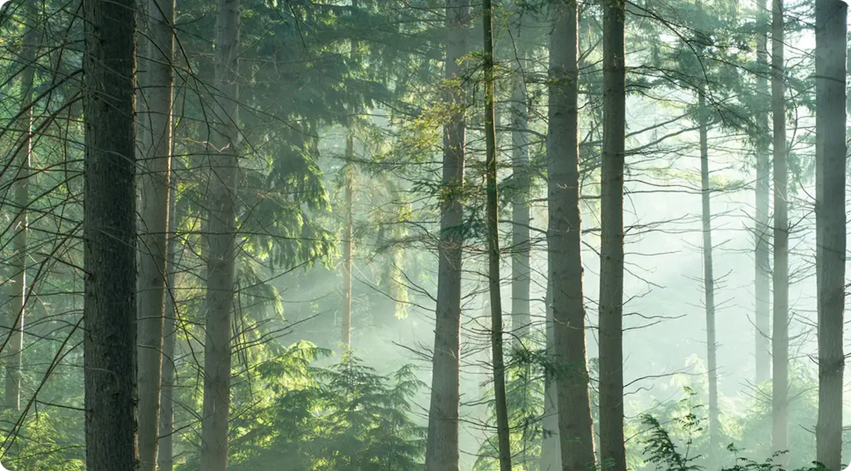 Foresta lussureggiante