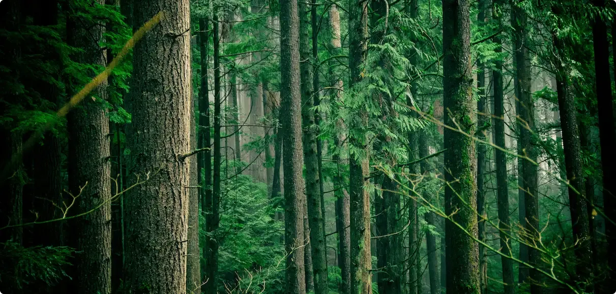 Foto di una foresta